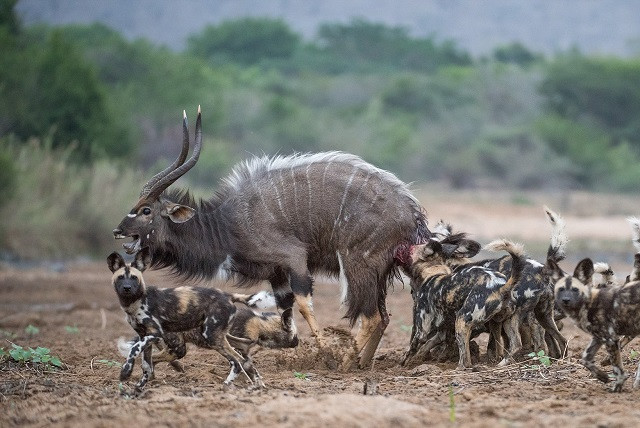 Đàn chó hoang bao vây linh dương ngay trước nhà dân 