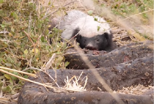 Cận cảnh màn xé thịt trăn khổng lồ của lửng mật