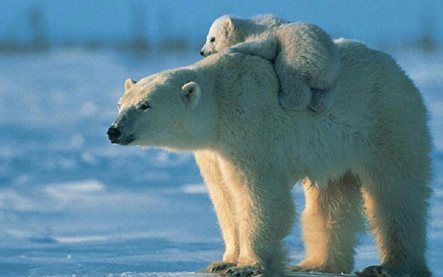 5 loài động vật có nguy cơ tuyệt chủng vì biến đổi khí hậu