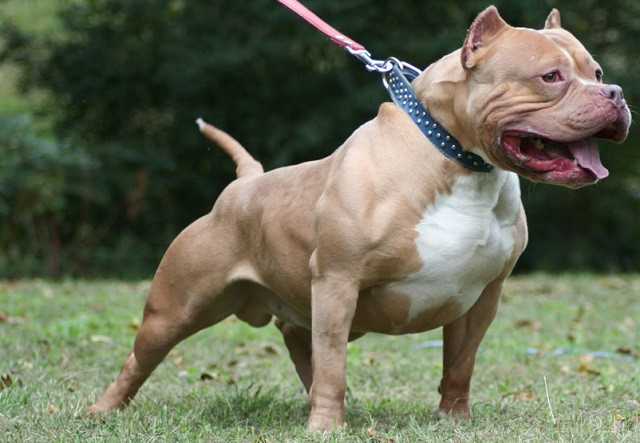 Chó sục Pit Bull Mỹ, giống chó lai nổi tiếng 