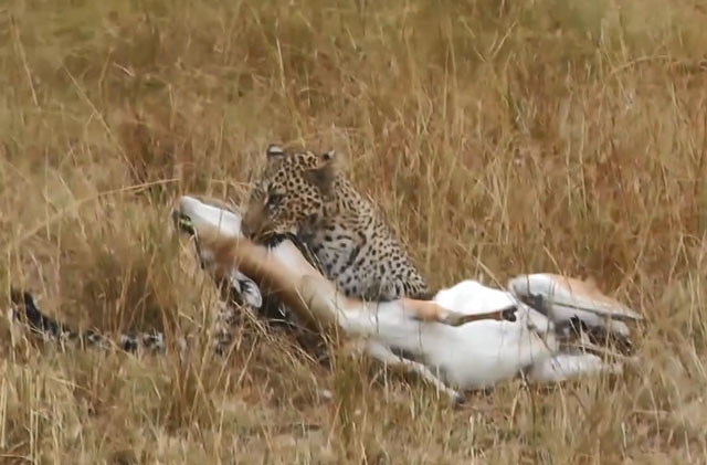 VIDEO: Mai phục tài tình, báo hoa mai dễ dạng hạ sát linh dương