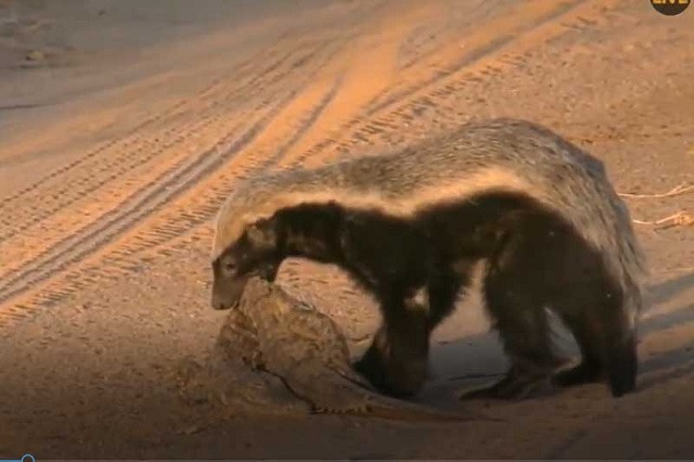 Lửng mật cả gan săn cá sấu và phần thưởng xứng đáng 