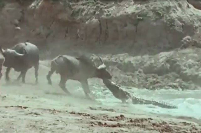 VIDEO: Bị cá sấu bắt, trâu rừng vẫn may mắt thoát chết