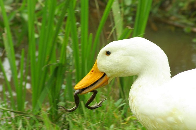 Chú vịt 'săn' ếch ngay ở vũng nước trong vườn