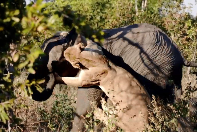 Sư tử cố gắng giết voi.