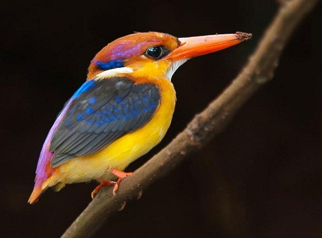 Vì sao loài chim không bị bạc lông khi về già?