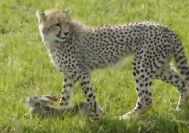 Bài tập săn mồi đầu tiên của báo con 