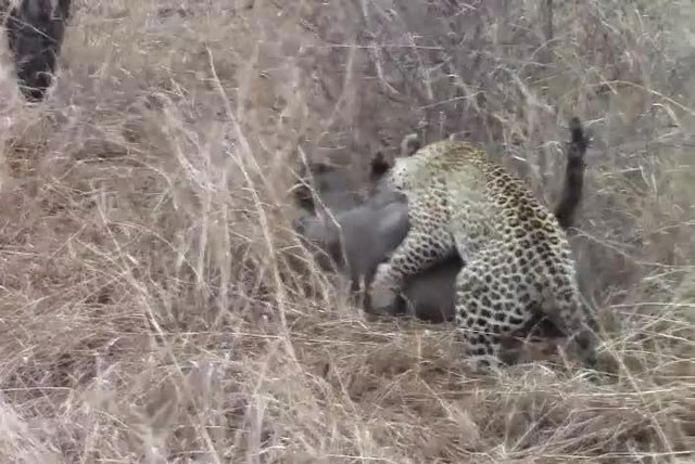 Báo hoa mai tóm gọn lợn bướu.