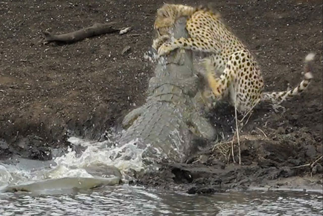 Cá sấu lao từ dưới sông lên đoạt mạng cá sấu.