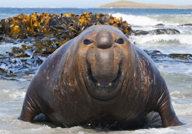 Hải tượng đánh nhau giành bạn tình trong mùa giao phối 