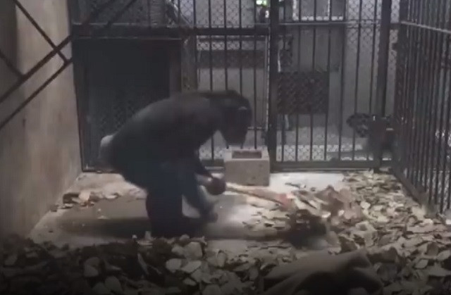 Lạ kỳ, chú tinh tinh biết tự dọn vệ sinh chuồng