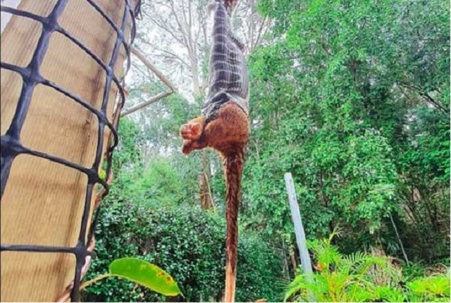 Trăn kim cương treo ngược để nuốt con mồi 'cỡ khủng'