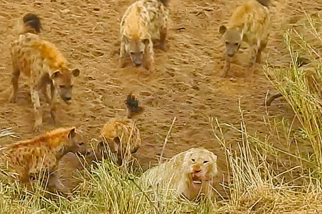 Linh cẩu bao vây, tấn công sư tử.