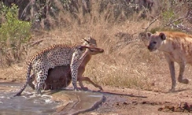 Vào miệng cá sấu và báo hoa mai, linh dương vẫn thoát chết thần kỳ