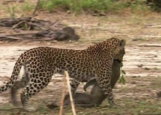 Báo hoa mai leo cây tóm gọn khỉ