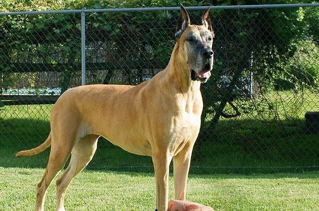 Giống chó Great Dane, gã khổng lồ với trái tim bồ câu