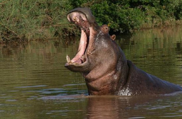 Clip: Sư tử bị hà mã hù cho ‘kinh hồn bạt vía’