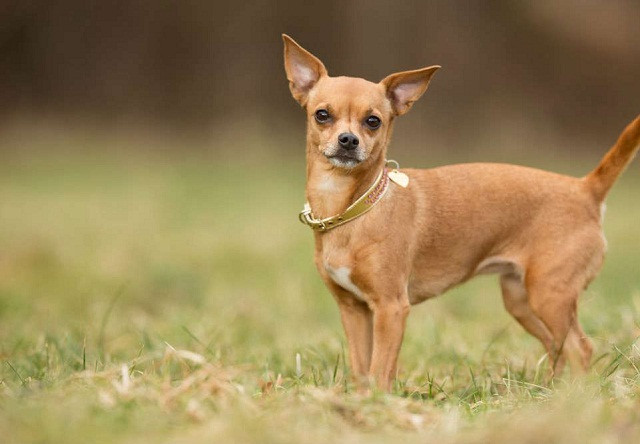 Hai giống chó thích hợp nuôi trong căn hộ nhỏ và chung cư