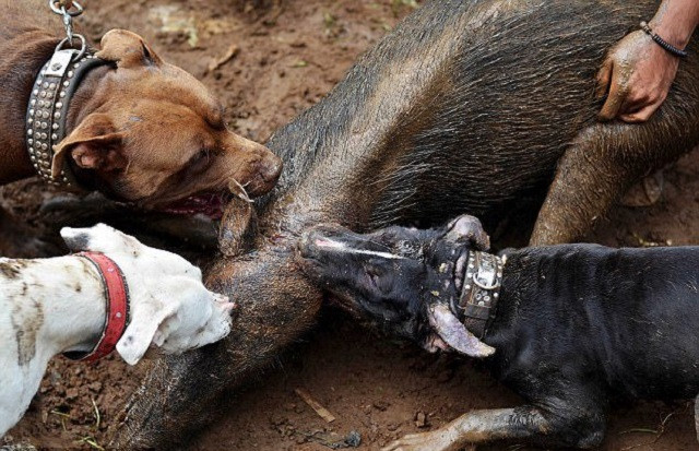 Đàn pitbull tử chiến lợn rừng