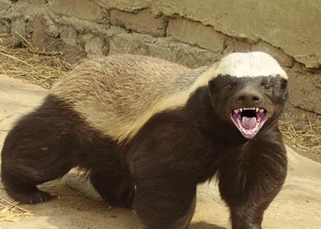 Cận cảnh báo gấm săn lửng mật trên cây 