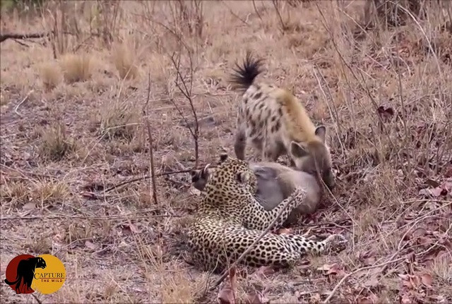 Linh cẩu đến 'ăn chực' bữa trưa của báo 