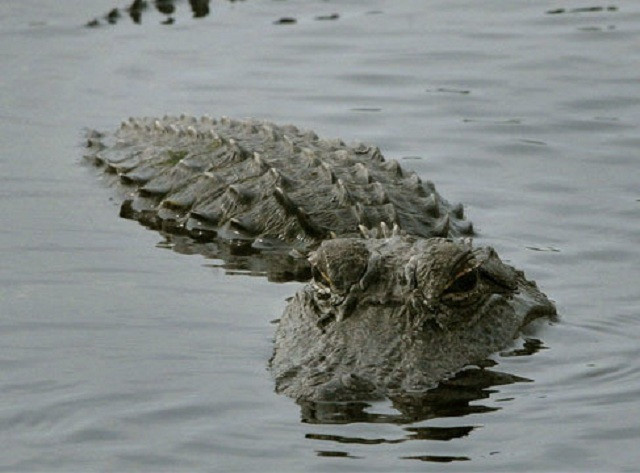 Những sự thật “không thể tin nổi” của các loài bò sát