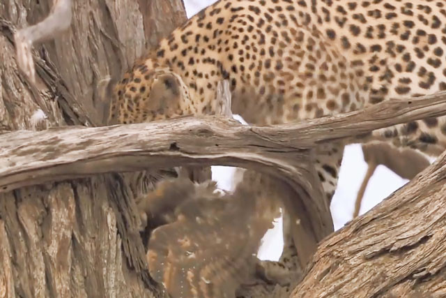 Báo hoa mai săn cú mèo trên cây