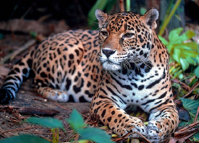 Câu chuyện rùng rợn về báo hoa mai ăn thịt người