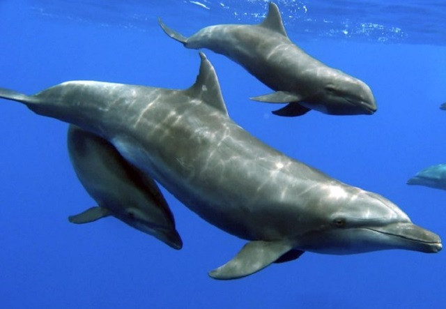 Màn phối hợp săn mồi mãn nhãn giữa cá heo và cò trắng