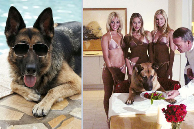 Cuộc sống cực kỳ sung sướng của Gunther IV.