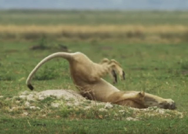 Pha nhào lộn để bắt lợn con của sư tử