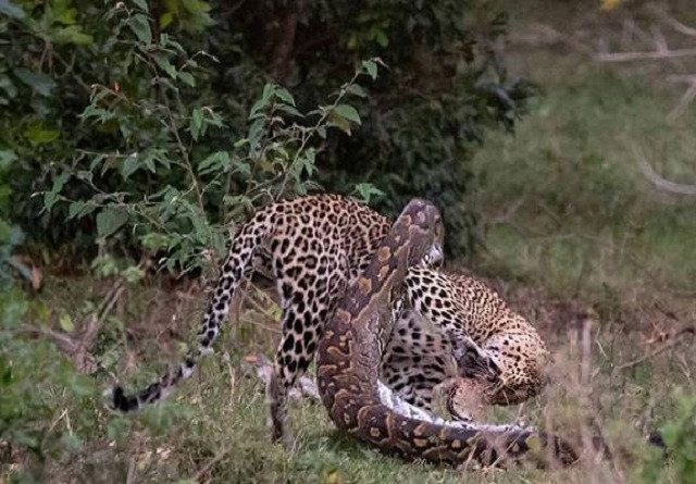 Những pha săn mồi dưới nước đỉnh cao của báo hoa mai 