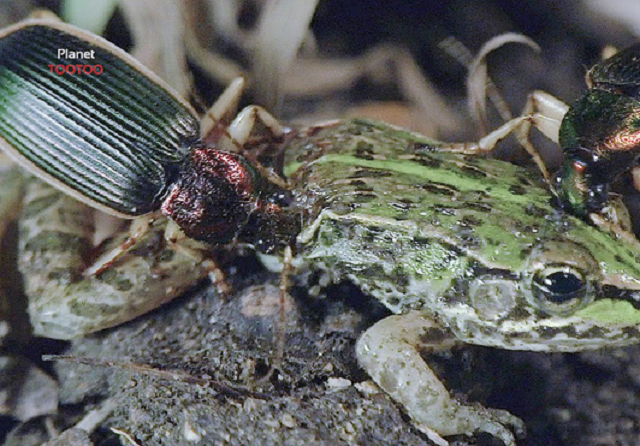 Khi kẻ săn mồi trở thành con mồi: Ếch bị bọ cánh cứng xé xác