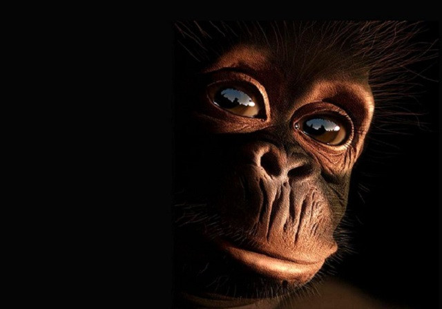 Sự giống nhau đáng ngạc nhiên giữa tinh tinh và người 