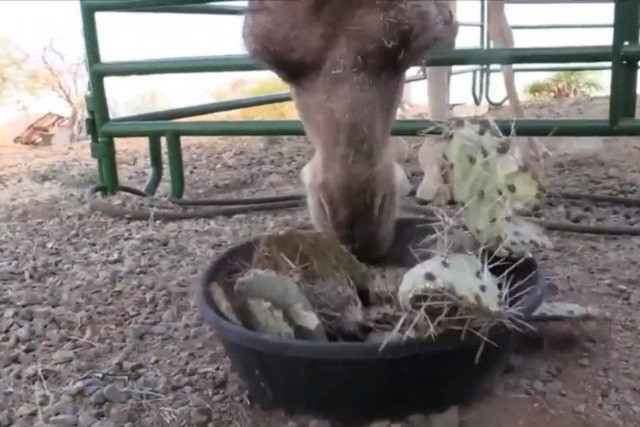 Lạc đà nhai cành xương rồng đầy gai