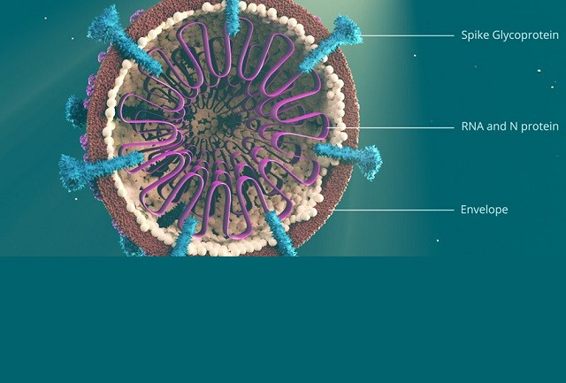 Chứng minh virus corona không phải do con người con người tạo ra