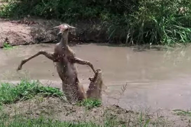 Linh dương ác chiến giành sự sống với cá sấu.