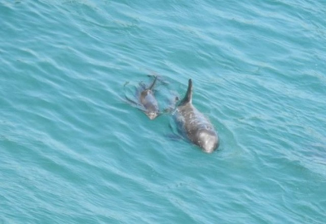 Cá heo liều mạng sử dụng cách săn mồi mới