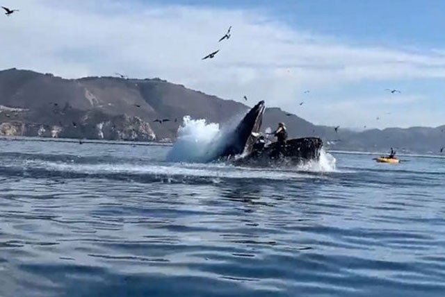 Cá voi lưng gù vô tình va trúng 2 người chèo thuyền.