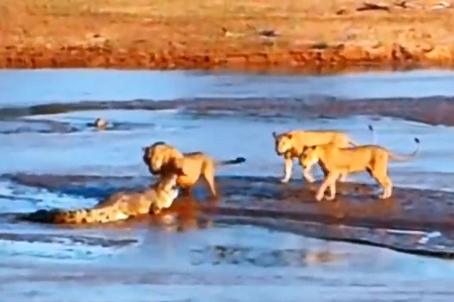  Màn giao chiến ác liệt giữa cá sấu với sư tử