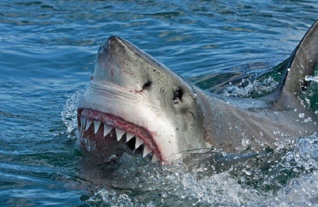 Cá mập bơi vào vùng nước nông để “đột kích” đàn chim biển