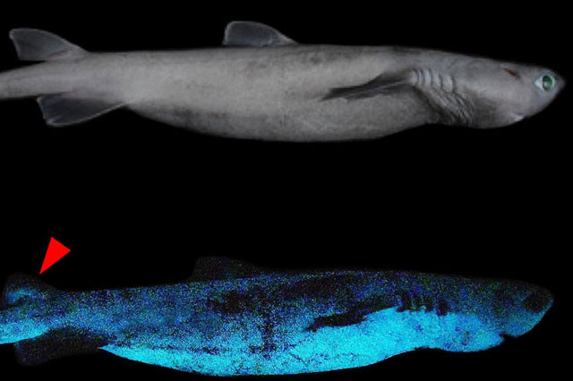 Cá mập nhỏ phát sáng.