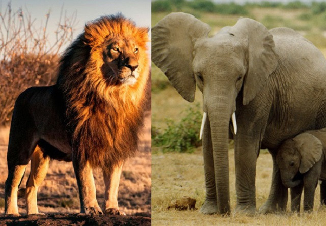 Màn thoát hiểm nghẹt thở của chú voi con mới sinh