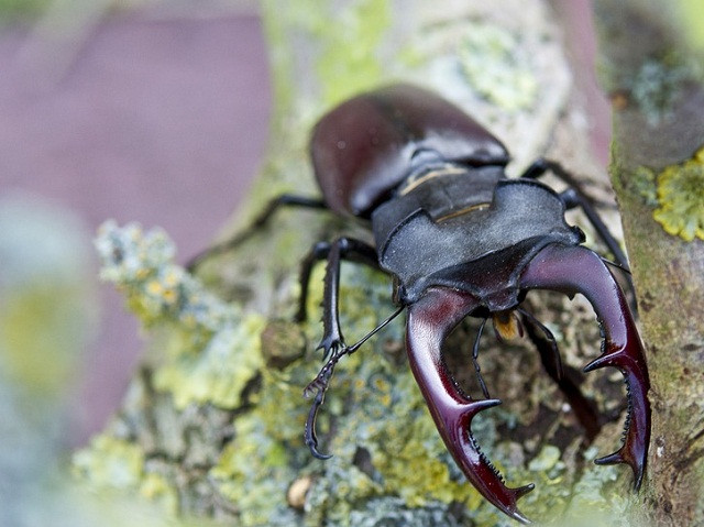 Những con vật đắt nhất thế giới (phần 1)