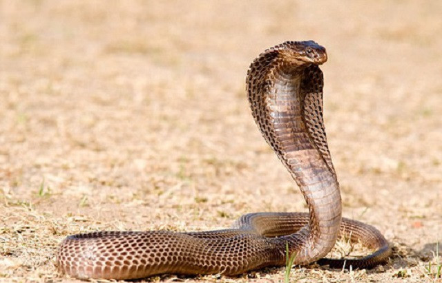 Kỳ đà bị rắn hổ mang chúa khổng lồ 'quây bắt'