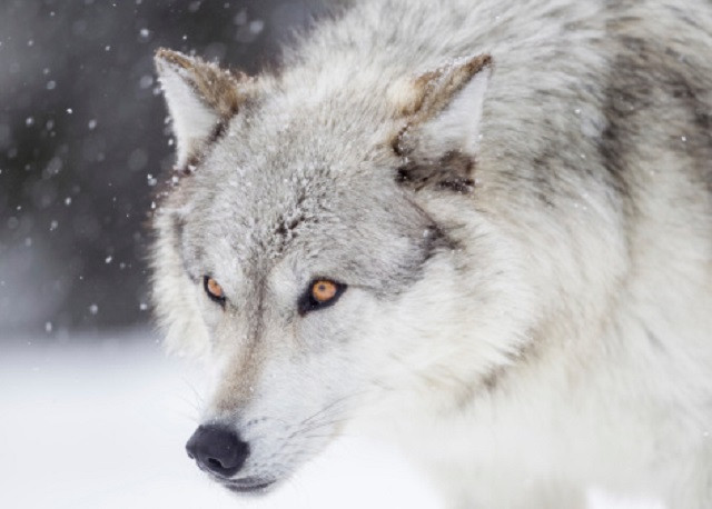 Sói tuyết tấn công và hạ gục bò rừng Bison