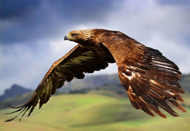 Top 3 loài chim bay nhanh nhất thế giới 