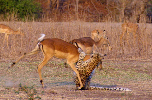 Bị báo hoa mai bắt, linh dương vẫn thoát chết thần kỳ