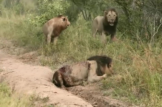 Những màn cắn nhau đẫm máu của ‘lãnh chúa vùng đồng cỏ’