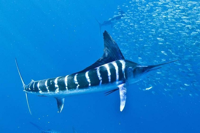 Top 10 loài cá bơi nhanh nhất thế giới 